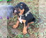 Small Mutt