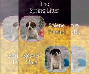 Mutt Dogs for adoption in Jacksonville, NC, USA