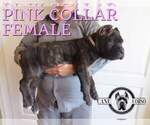 Small Photo #8 Cane Corso Puppy For Sale in APPLE VALLEY, CA, USA