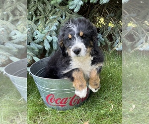 Miniature Bernedoodle Puppy for sale in MIDDLEBURY, IN, USA