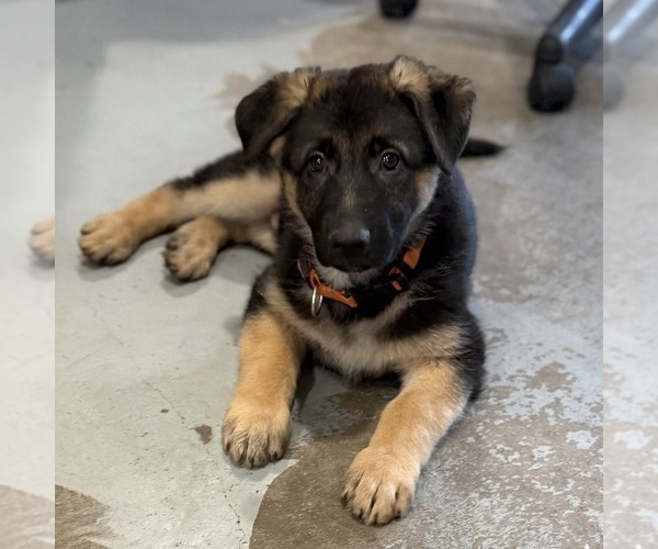 Medium Photo #45 German Shepherd Dog Puppy For Sale in BRIGHTON, CO, USA