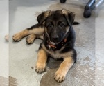 Small Photo #45 German Shepherd Dog Puppy For Sale in BRIGHTON, CO, USA
