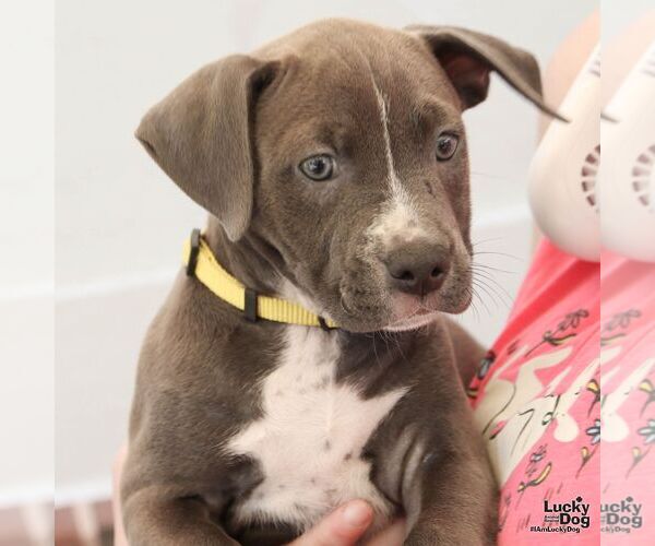 Medium Photo #3 Mutt Puppy For Sale in Washington, DC, USA