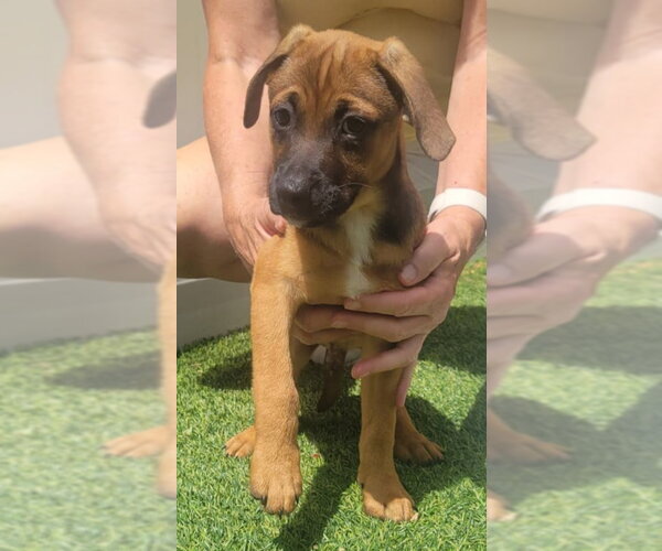 Medium Photo #2 Dachsador Puppy For Sale in Pompano Beach , FL, USA