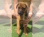 Small #1 Dachsador