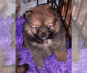 Pomeranian Puppy for sale in SPOTSYLVANIA, VA, USA