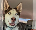 Small #3 Siberian Husky