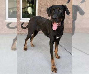 Rotterman Dogs for adoption in Las Vegas, NV, USA