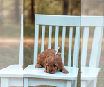 Small Photo #3 Goldendoodle (Miniature) Puppy For Sale in ASH GROVE, MO, USA