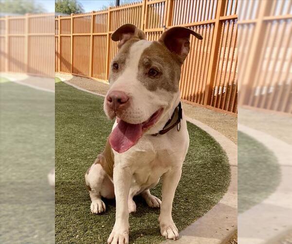 Medium Photo #2 Mutt Puppy For Sale in Las Vegas, NV, USA