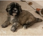 Small Photo #7 Shih Tzu Puppy For Sale in CLEARWATER, FL, USA