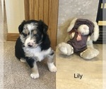 Small Photo #3 Australian Shepherd Puppy For Sale in BERESFORD, SD, USA