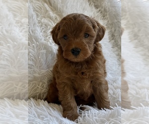 Yorkipoo Puppy for sale in MOCKSVILLE, NC, USA