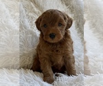 Small Yorkipoo