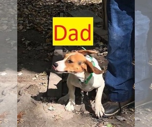 Medium Photo #1 Beagle Puppy For Sale in CAMDEN, AR, USA