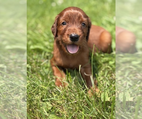 Medium Photo #12 Irish Setter Puppy For Sale in ONEONTA, NY, USA