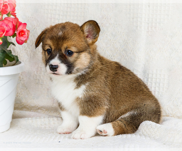 Medium Photo #13 Pembroke Welsh Corgi Puppy For Sale in WAKARUSA, IN, USA