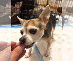 Small #12 Chihuahua Mix
