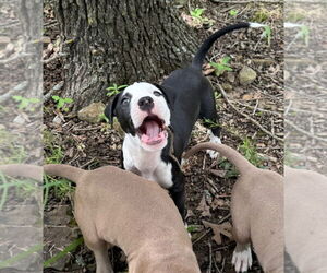 American Pit Bull Terrier Dogs for adoption in Claremore, OK, USA