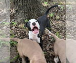 Small American Pit Bull Terrier