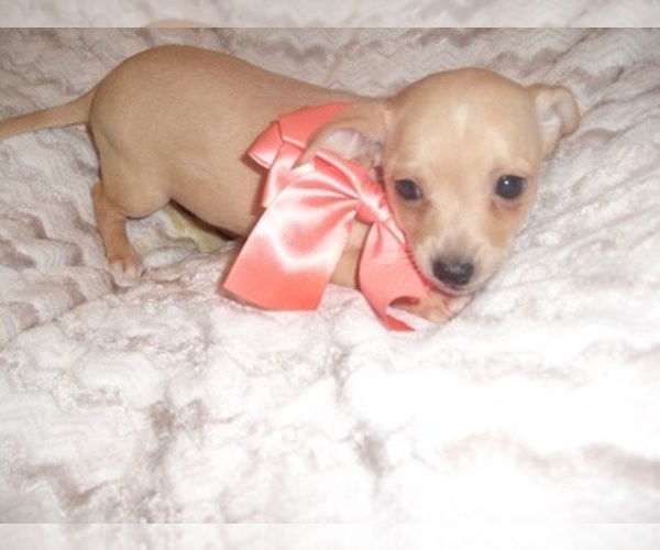Medium Photo #7 Chihuahua Puppy For Sale in JACKSON, MS, USA