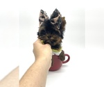 Small Photo #17 Yorkshire Terrier Puppy For Sale in CORAL SPRINGS, FL, USA