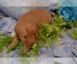 Medium Golden Retriever