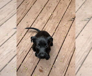 Labrador Retriever-Unknown Mix Dogs for adoption in Mooresville, NC, USA