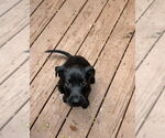 Small Labrador Retriever Mix