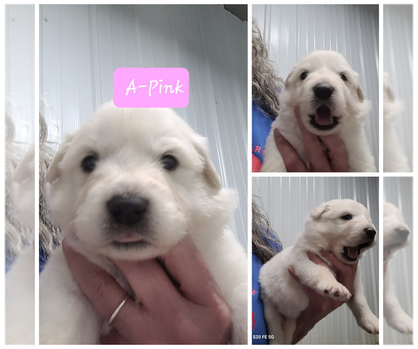 Medium Photo #9 Great Pyrenees Puppy For Sale in SCOTTSVILLE, KY, USA