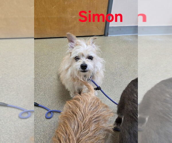 Medium Photo #1 Silky Terrier-Unknown Mix Puppy For Sale in Sayreville, NJ, NJ, USA
