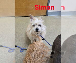 Silky Terrier-Unknown Mix Dogs for adoption in Sayreville, NJ, NJ, USA