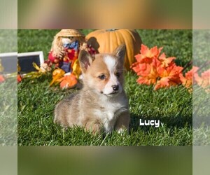 Pembroke Welsh Corgi Puppy for sale in CLARE, MI, USA