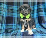 Small #5 Miniature Australian Shepherd