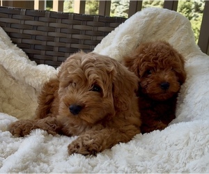 Goldendoodle mix (+ Poodle Miniature) Litter for sale in RANDOLPH, WI, USA