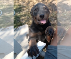 Rottweiler Puppy for sale in CASSVILLE, MO, USA