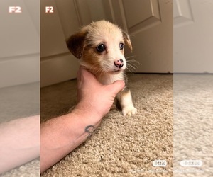 Cardigan Welsh Corgi Puppy for sale in AUSTIN, TX, USA