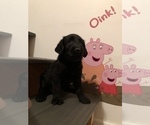 Small Photo #11 Labradoodle Puppy For Sale in ROBERTA, GA, USA