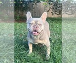 Small Photo #1 French Bulldog Puppy For Sale in BELLE CHASSE, LA, USA