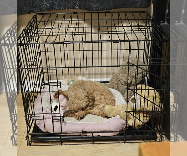 Medium Photo #2 Poodle (Toy) Puppy For Sale in Jackson, NJ, USA