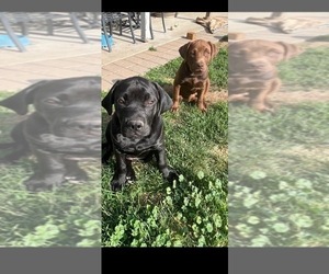 American Bully-Labrador Retriever Mix Puppy for sale in YAKIMA, WA, USA