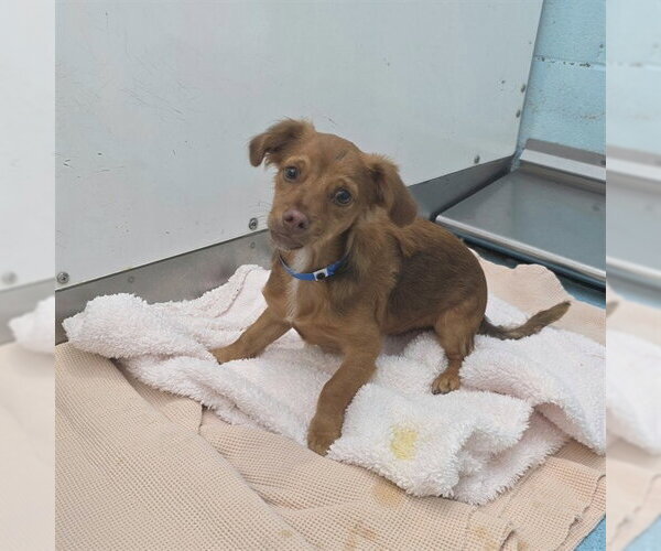 Medium Photo #1 Dachshund Puppy For Sale in Long Beach, CA, USA