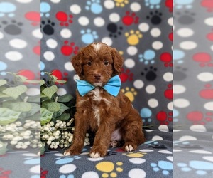 Goldendoodle (Miniature) Puppy for sale in QUARRYVILLE, PA, USA