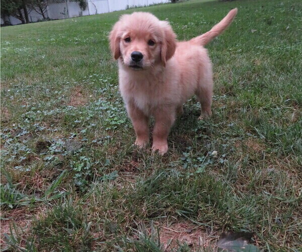 Medium Photo #8 Golden Retriever Puppy For Sale in MECHANICSVILLE, MD, USA
