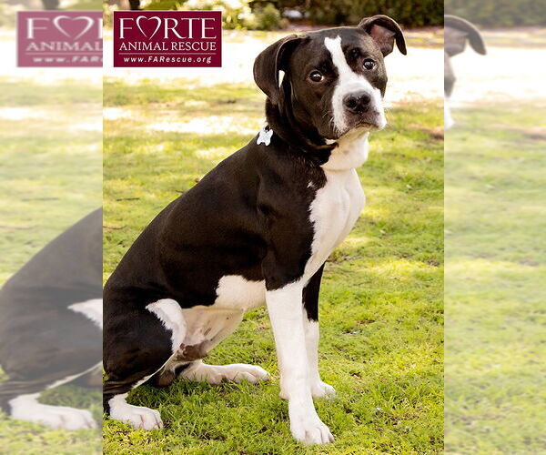 Medium Photo #2 American Staffordshire Terrier-Boston Terrier Mix Puppy For Sale in Marina del Rey, CA, USA