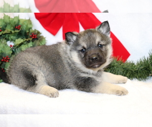 Norwegian Elkhound-Siberian Husky Mix Puppy for sale in SHILOH, OH, USA