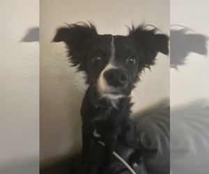 Border Collie-Unknown Mix Puppy for sale in SPARKS, NV, USA
