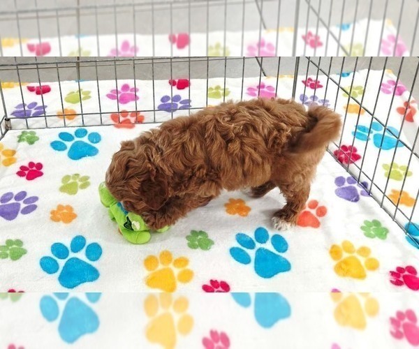 Medium Photo #11 Cavapoo (Miniature)-Poodle (Toy) Mix Puppy For Sale in ORO VALLEY, AZ, USA