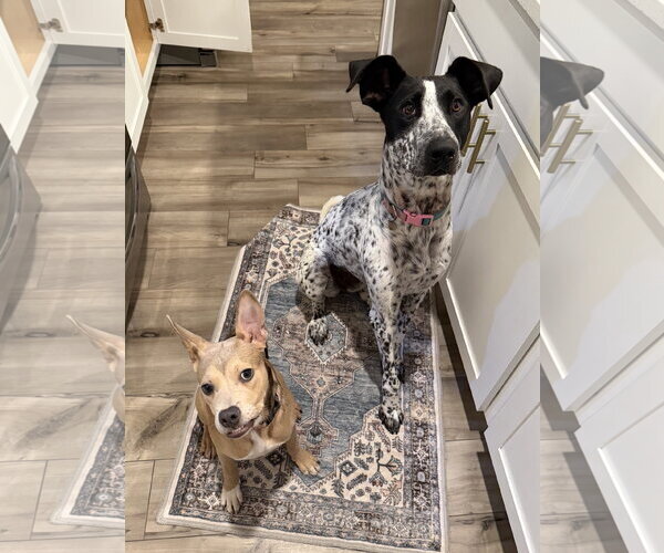 Medium Photo #3 Mutt Puppy For Sale in Sykesville, MD, USA