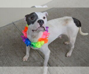 American Pit Bull Terrier-Unknown Mix Dogs for adoption in McKinney, TX, USA